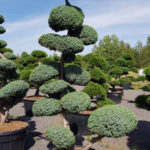 1384 - Jalovec č&iacute;nsk&yacute; - Juniperus chinensis 'Blue Alps'