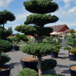 1391 - Jedle korejsk&aacute; - Abies koreana