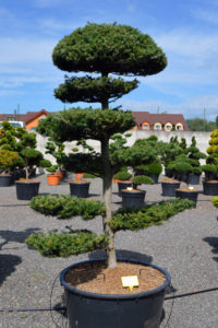 1400 - Jedle korejská - Abies koreana