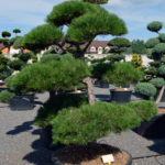 1404 - Borovice čern&aacute; prav&aacute; - Pinus nigra nigra