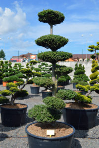 1423 - Jedle korejsk&aacute; - Abies koreana