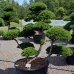 1425 - Borovice kleč - Pinus mugo