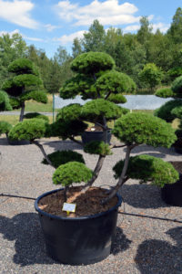 1425 - Borovice kleč - Pinus mugo