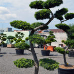 1426 - Modř&iacute;n japonsk&yacute; - Larix kaempferi