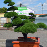 1427 - Borovice kleč - Pinus mugo