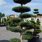 1436 - Jedle korejsk&aacute; - Abies koreana