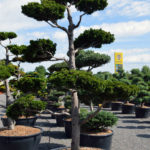 1440 - Cypři&scaron;ek tupolist&yacute; - Chamaecyparis obtusa 'Nana Gracilis'