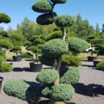 1449 - Jalovec č&iacute;nsk&yacute; - Juniperus chinensis 'Blue Alps'