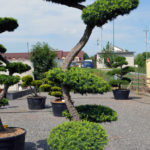 1451 - Modřín japonský - Larix kaempferi