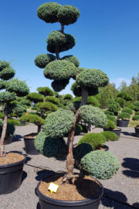 1459 - Jalovec č&iacute;nsk&yacute; - Juniperus chinensis 'Blue Alps'