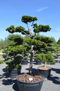 1470 - Cypři&scaron;ek tupolist&yacute; - Chamaecyparis obtusa 'Nana Gracilis'