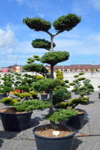 1475 - Jedle korejská - Abies koreana