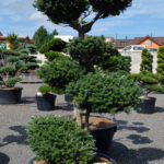 1482 - Jedle korejsk&aacute; - Abies koreana