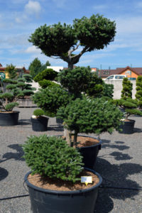 1482 - Jedle korejsk&aacute; - Abies koreana