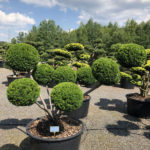 1503 - Tis japonsk&yacute; - Taxus cuspidata 'Farmen'