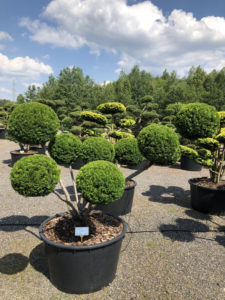 1503 - Tis japonsk&yacute; - Taxus cuspidata 'Farmen'