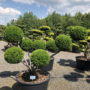 1503 - Tis japonský - Taxus cuspidata 'Farmen'