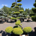 1504 - Tis červen&yacute; - Taxus baccata 'Summergold'