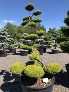 1504 - Tis červený - Taxus baccata 'Summergold'