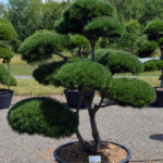 1508 - Borovice kleč - Pinus mugo