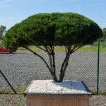 1509 - Borovice kleč - Pinus mugo mughus