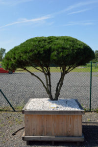 1509 - Borovice kleč - Pinus mugo mughus