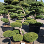 1514 - Tis červen&yacute; - Taxus baccata 'Summergold'