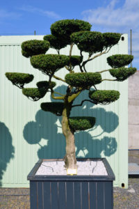 1518 - Zimostr&aacute;z obecn&yacute; - Buxus sempervirens