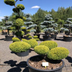 1521 - Tis červen&yacute; - Taxus baccata 'Summergold'