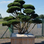 1527 - Borovice lesn&iacute; - Pinus sylvestris 'Watereri'