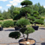 1529 - Borovice kleč - Pinus mugo
