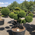 1530 - Tis japonsk&yacute; - Taxus cuspidata 'Farmen'