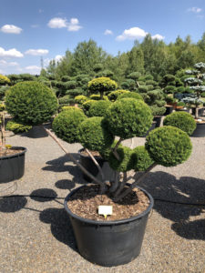 1530 - Tis japonský - Taxus cuspidata 'Farmen'