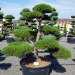 1533 - Borovice čern&aacute; prav&aacute; - Pinus nigra nigra