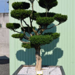 1534 - Zimostr&aacute;z obecn&yacute; - Buxus sempervirens