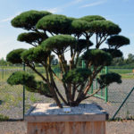 1535 - Borovice lesn&iacute; - Pinus sylvestris 'Watereri'