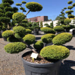 1536 - Tis červen&yacute; - Taxus baccata 'Summergold'