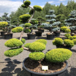 1537 - Tis červen&yacute; - Taxus baccata 'Summergold'