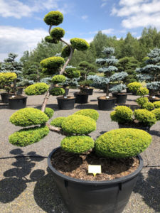 1537 - Tis červen&yacute; - Taxus baccata 'Summergold'