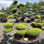 1537 - Tis červený - Taxus baccata 'Summergold'