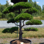 1539 - Borovice čern&aacute; prav&aacute; - Pinus nigra nigra