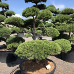 1541 - Borovice lesn&iacute; - Pinus sylvestris