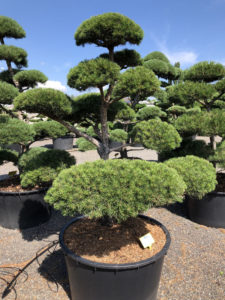 1541 - Borovice lesn&iacute; - Pinus sylvestris