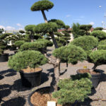 1542 - Borovice lesn&iacute; - Pinus sylvestris