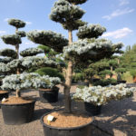 1544 - Smrk pichlav&yacute; - Picea pungens 'Hoopsii'