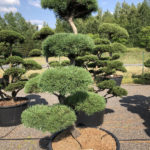 1546 - Borovice lesn&iacute; - Pinus sylvestris