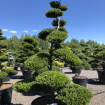 1547 - Cesm&iacute;na vroubkovan&aacute; - Ilex crenata 'Green Hedge'