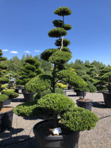 1547 - Cesm&iacute;na vroubkovan&aacute; - Ilex crenata 'Green Hedge'