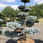 1550 - Smrk pichlav&yacute; - Picea pungens 'Hoopsii'