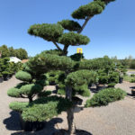 1552 - Borovice drobnokvět&aacute; - Pinus parviflora 'Glauca'